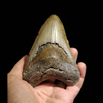 Megalodon Tooth // Ver. IV