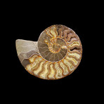 Ammonite // Medium // Ver. I
