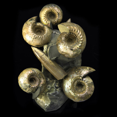 Belemnites and Ammonite On Matrix