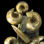 Belemnites and Ammonite On Matrix