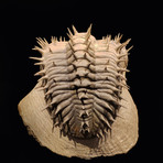 Trilobite Fossil // Ver. III