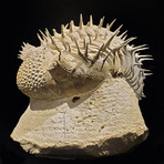 Trilobite Fossil // Ver. III