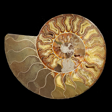 Ammonite // Large