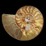Ammonite // Large (Ver. I)