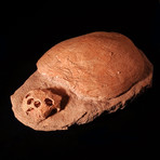 Sea Turtle Fossil