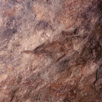 Dinosaur Footsteps Fossil in Frame