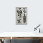 Muscles Of The Back And Neck II by ChartSmartDecor (26"W x 18"H x 0.75" D)