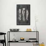 Muscles Of The Calf by ChartSmartDecor (26"W x 18"H x 0.75" D)