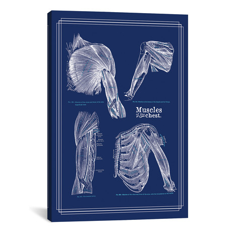 Muscles Of The Chest And Shoulder by ChartSmartDecor (26"W x 18"H x 0.75" D)