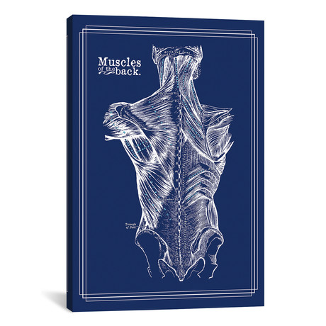 Muscles Of The Back by ChartSmartDecor (26"W x 18"H x 0.75" D)