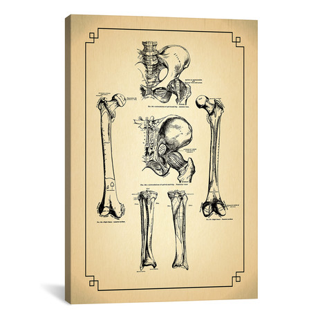 Bones Of The Leg Articulations Of The Hip by ChartSmartDecor (26"W x 18"H x 0.75" D)