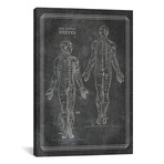The Spinal Nerves by ChartSmartDecor (26"W x 18"H x 0.75" D)