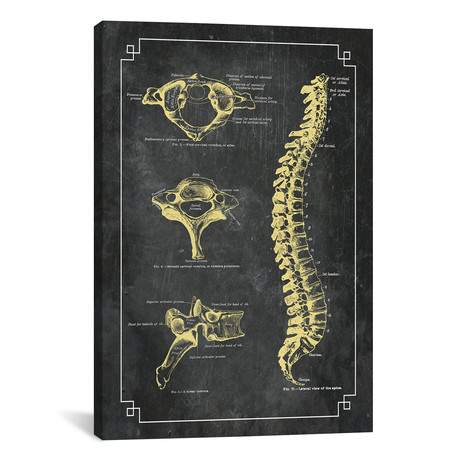 Bones Of The Spine by ChartSmartDecor (26"W x 18"H x 0.75" D)