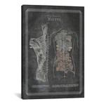 The Thoracic Nerves by ChartSmartDecor (26"W x 18"H x 0.75" D)