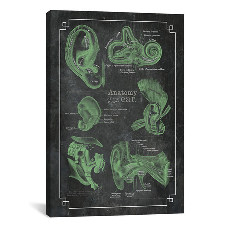 Anatomy Of The Ear by ChartSmartDecor (26"W x 18"H x 0.75" D)
