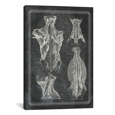 Muscles Of The Back And Neck I by ChartSmartDecor (26"W x 18"H x 0.75" D)