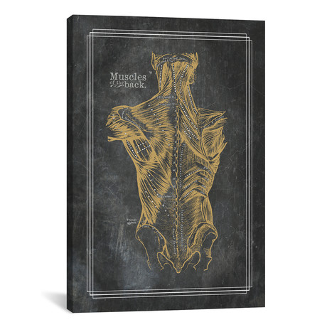 Muscles Of The Back In Bronze by ChartSmartDecor (26"W x 18"H x 0.75" D)