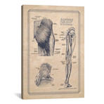 Anatomy Of The Hip And Gluteus by ChartSmartDecor (26"W x 18"H x 0.75" D)