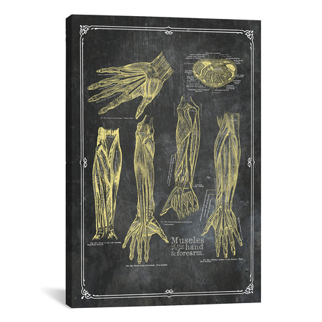 Muscles Of The Arm And Hand In Yellow Chalk by ChartSmartDecor (26"W x 18"H x 0.75" D)