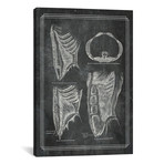 The Abdominal Wall by ChartSmartDecor (26"W x 18"H x 0.75" D)