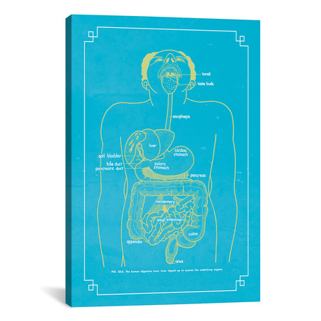 The Digestive System by ChartSmartDecor (26"W x 18"H x 0.75" D)