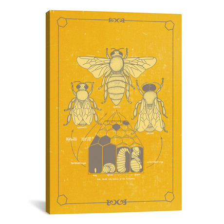 Anato-Bee by ChartSmartDecor (26"W x 18"H x 0.75" D)