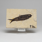 Genuine Knightia Fish Fossils // Acrylic Display