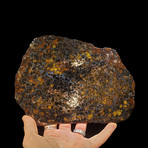 Pallasite Meteorite Slice