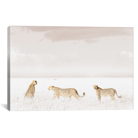 White Three Cheetahs (18"W x 12"H x 0.75"D)