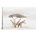 White Giraffes // Klaus Tiedge (18"W x 12"H x 0.75"D)