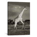 B+W Solitary Giraffe (12"W x 18"H x 0.75"D)