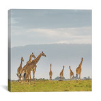 Color Giraffe Herd I (12"W x 12"H x 0.75"D)