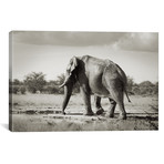 B+W Solitary Elephant (18"W x 12"H x 0.75"D)