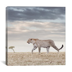 Color Leopard (12"W x 12"H x 0.75"D)