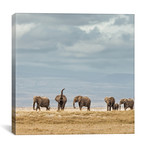 Color Elephant Herd // II (12"W x 12"H x 0.75"D)