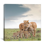 Color Lioness + Cubs // I (12"W x 12"H x 0.75"D)