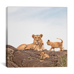 Color Lioness + Cubs // II (12"W x 12"H x 0.75"D)