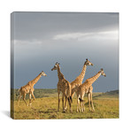 Color Giraffe Herd II (12"W x 12"H x 0.75"D)