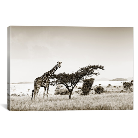Solitary Giraffe (18"W x 12"H x 0.75"D)