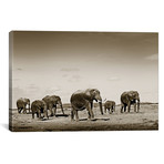 Wide Spread Elephants (18"W x 12"H x 0.75"D)