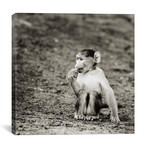 B+W Cheekey Monkey (12"W x 12"H x 0.75"D)