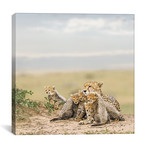 Color Cheetah + Cubs // III (12"W x 12"H x 0.75"D)