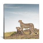 Color Cheetah + Cubs // I (12"W x 12"H x 0.75"D)