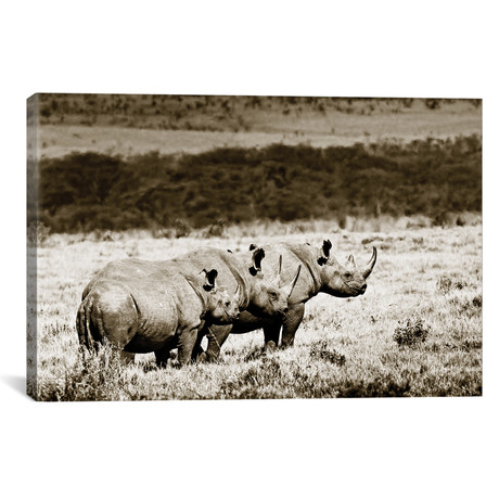 Conspiratorial Rhinos (18"W x 12"H x 0.75"D)
