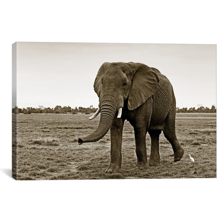 Curious Elephant (18"W x 12"H x 0.75"D)