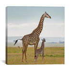 Color Giraffe + Calf (12"W x 12"H x 0.75"D)