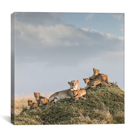 Color Lioness & Cubs // Klaus Tiedge (12"W x 12"H x 0.75"D)