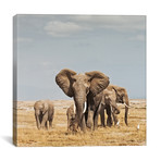 Color Elephant Herd // I (12"W x 12"H x 0.75"D)