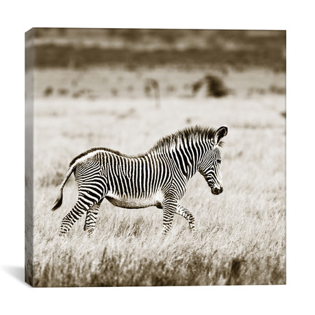 Innocent Zebra (12"W x 12"H x 0.75"D)