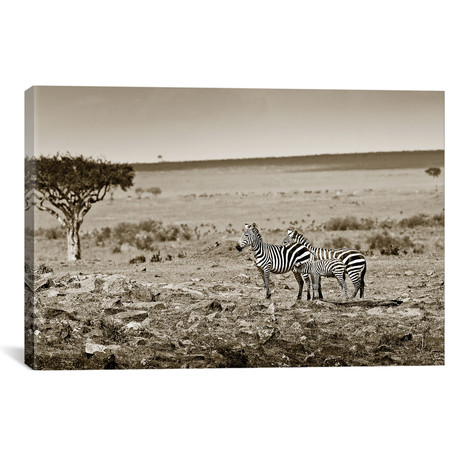 Harmonizing Zebra family (18"W x 12"H x 0.75"D)